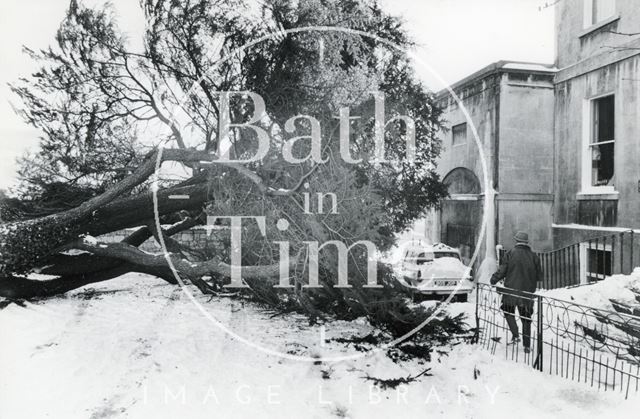 Fallen Tree in London Road, Bath 1982