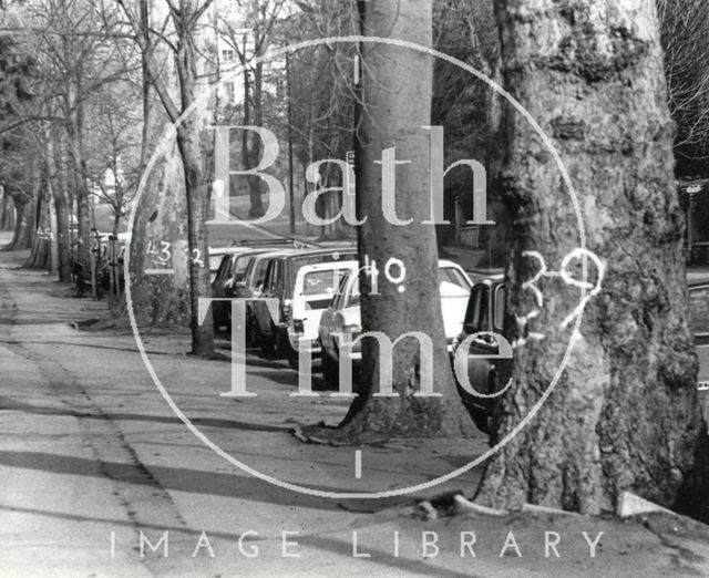 Numbered trees, Pulteney Road, Bath 1982