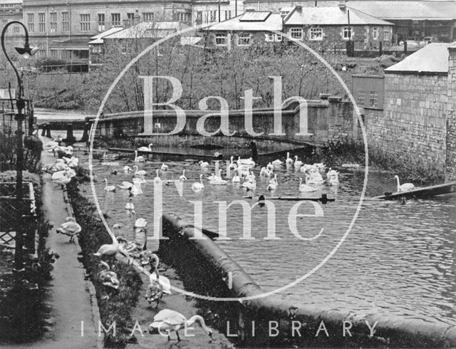 Swans on the Kennet and Avon Canal, Widcombe, Bath c.1960