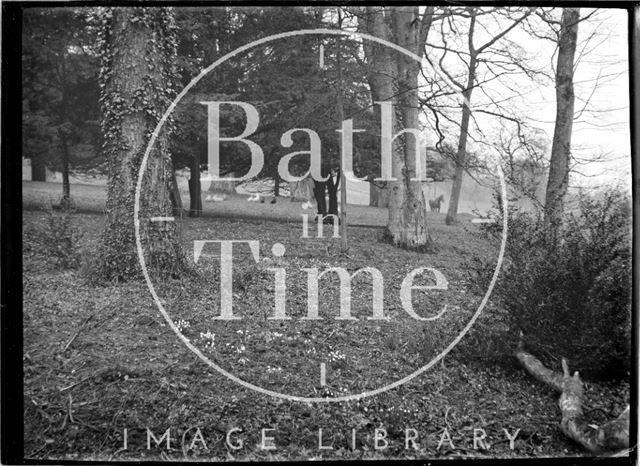 Woodland in Claverton Manor Grounds in the spring, c.1930s