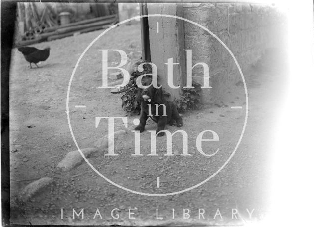 A dog with a ball, outside the Inn at Freshford, c.1927