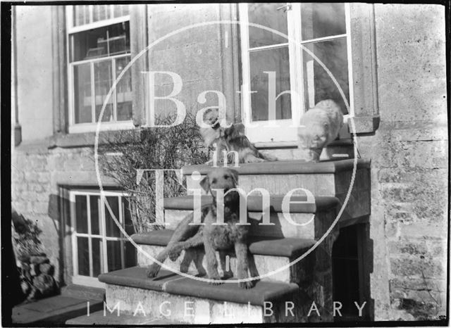 Dogs at the rear entrance of Batheaston House, 1922 / 1923