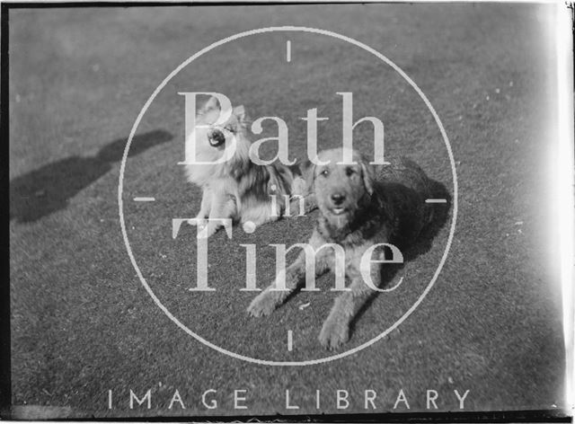 Dogs in the back garden of Batheaston House, 1922 / 1923