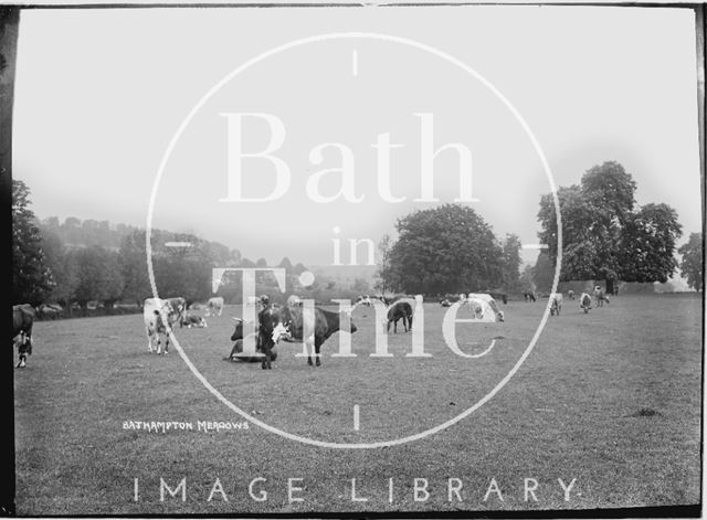 Cattle grazing in Bathampton Meadows, c.1922