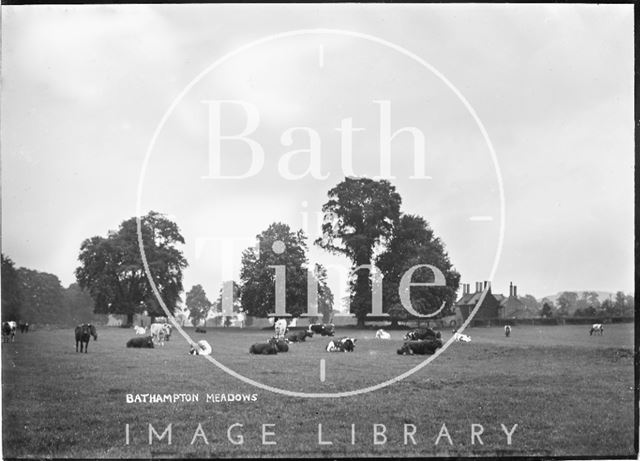 Cattle grazing in Bathampton Meadows, c.1922