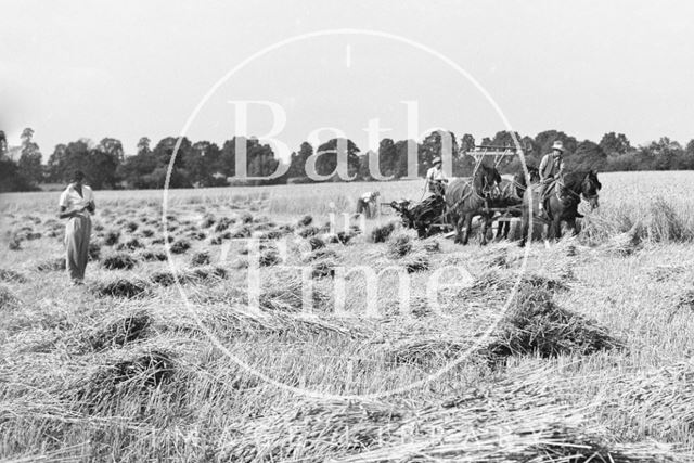 Cutting corn with horses c.1920 - detail