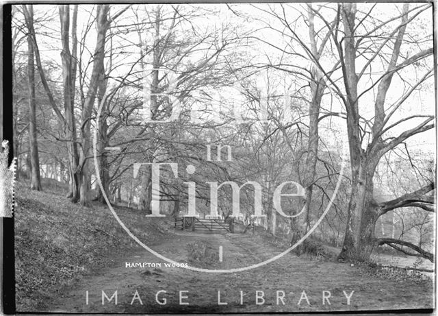 Bathampton Woods, Bathampton Down c.1907