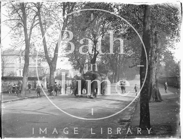 Elephants in Pulteney Road!, Bath c.1923