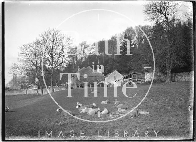 Sheep at The Dell, Widcombe, Bath c.1921