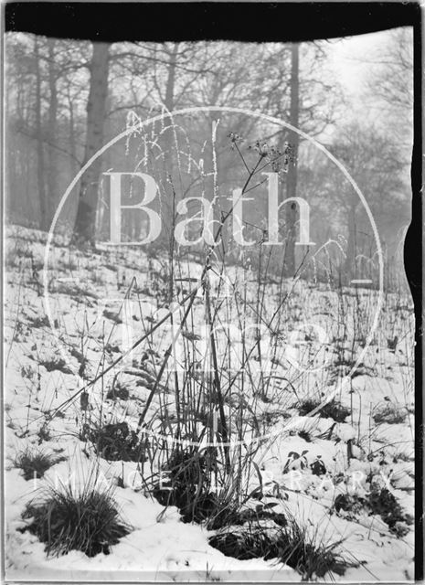 Grass study in Hampton Woods in the snow c.1930