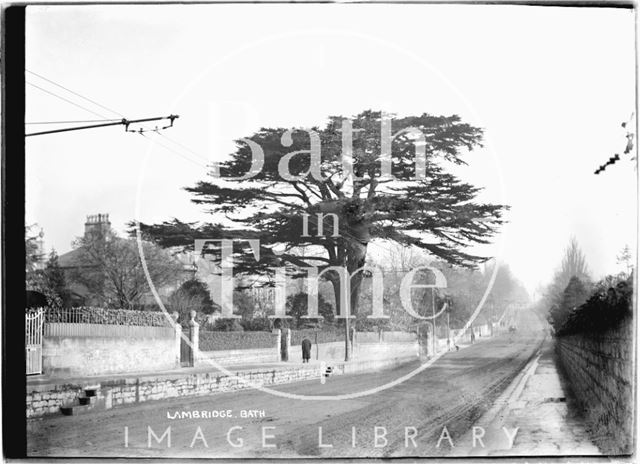 Cedar Tree at Lambridge, London Road, Bath c.1907