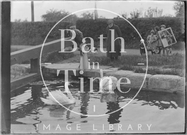 Feeding the swans and cygnets, Kennet and Avon Canal, Bath c.1920