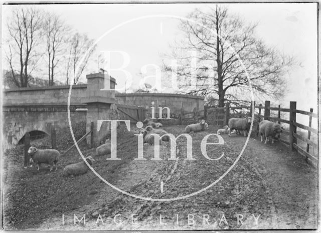 Sheep on track near Meadow Farm, Bathampton c.1905