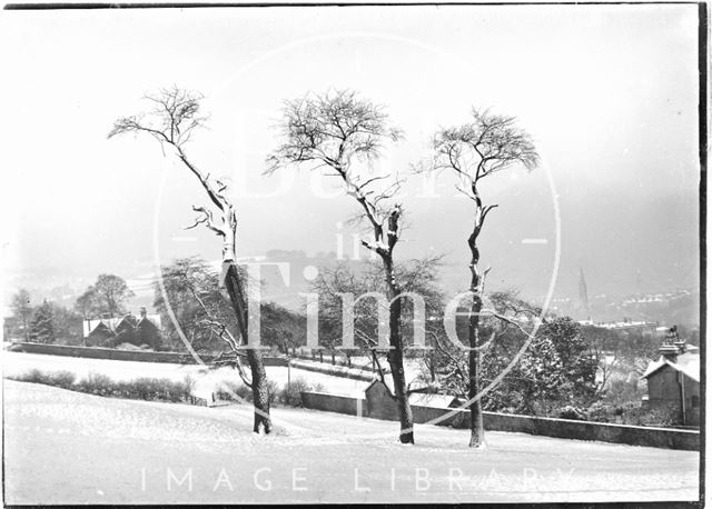 Three dead trees near North Road, Bath c.1909