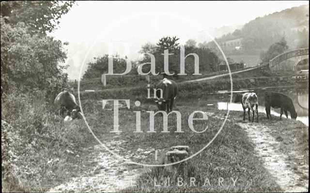 Grazing cows at the Kennet and Avon Canal, Dundas, Monkton Combe c.1905