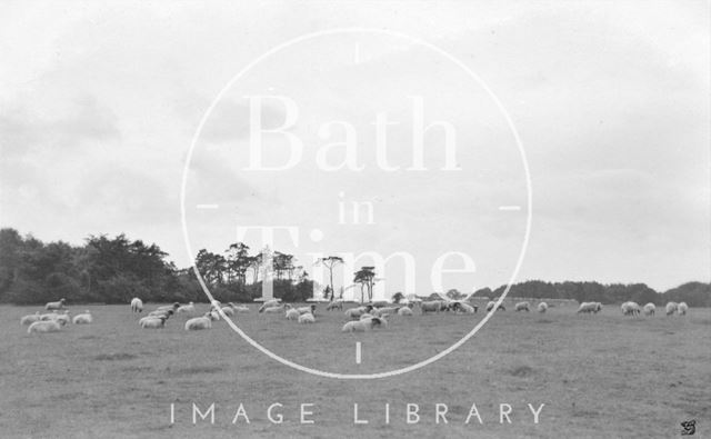 Bathampton Down c.1910