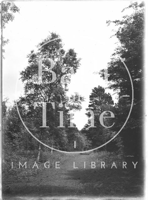 Trees in the Longleat Estate, Wiltshire c.1930