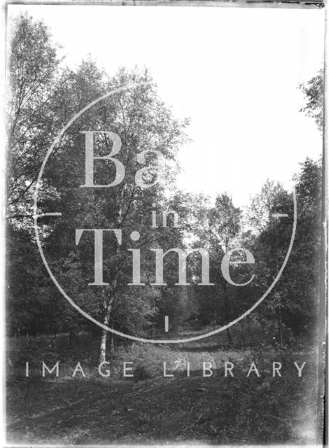 Trees in the Longleat Estate, Wiltshire c.1930