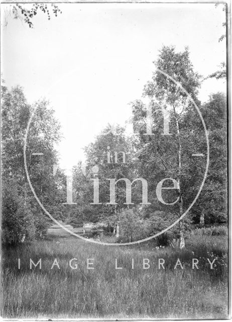 Trees in the Longleat Estate, Wiltshire c.1930