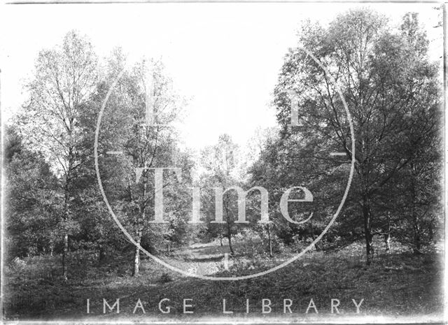 Trees in the Longleat Estate, Wiltshire c.1930