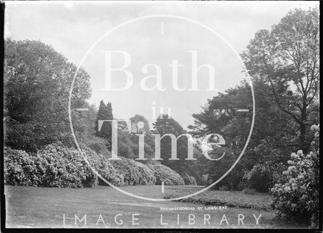 Rhododendrons at Longleat Park, Wiltshire 1938