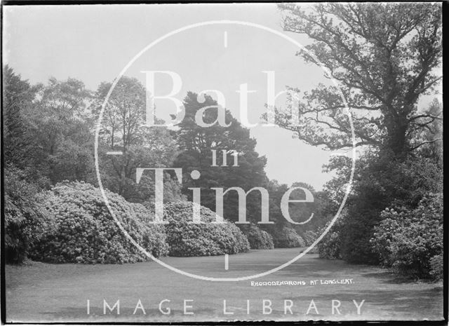 Rhododendrons at Longleat Park, Wiltshire 1938