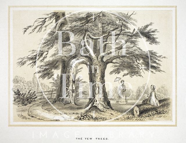 The Yew Trees at an unidentified location 1853