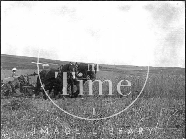 Harvesting on Salisbury Plain, Wiltshire c.1900