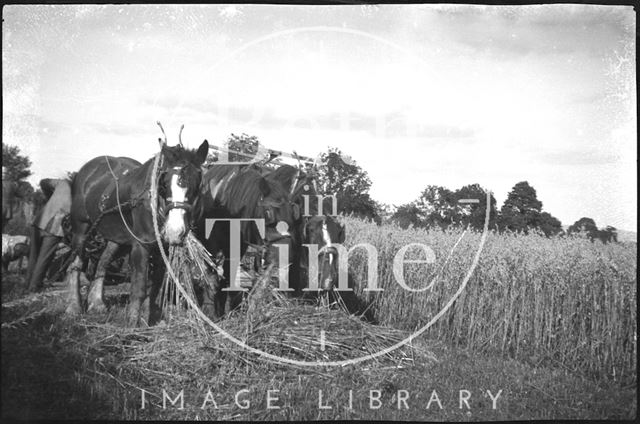 Harvesting in an unidentified location c.1900