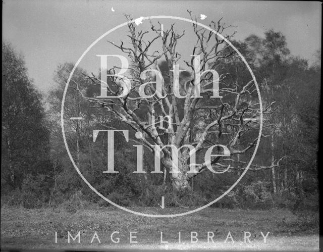 Dead tree, possibly Isle of Wight c.1900