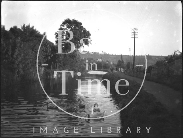 Swans on the Kennet and Avon Canal, Bath c.1920