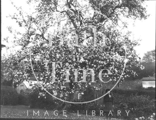 Tree in blossom with a young girl at Deptford Post Office, Wiltshire c.1900