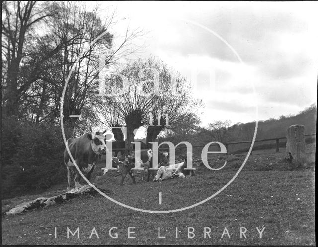 Cows at an unidentified countryside location c.1900