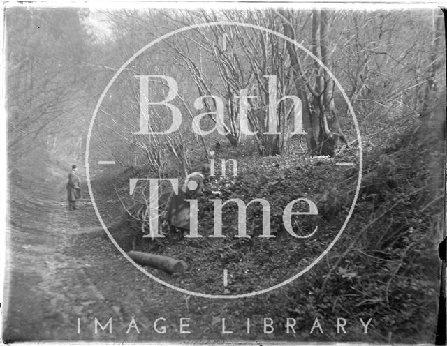 Woodland walk, Avebury, Wiltshire, 1926