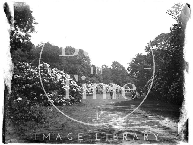 A woodland walk at Stourhead, Stourton, Wiltshire c.1920