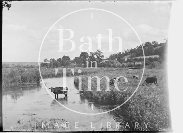 Rural view of cows in river, Ramsbury near Marlborough, Wiltshire c.1930