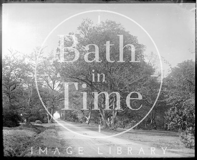 An unidentified lane with trees c.1910