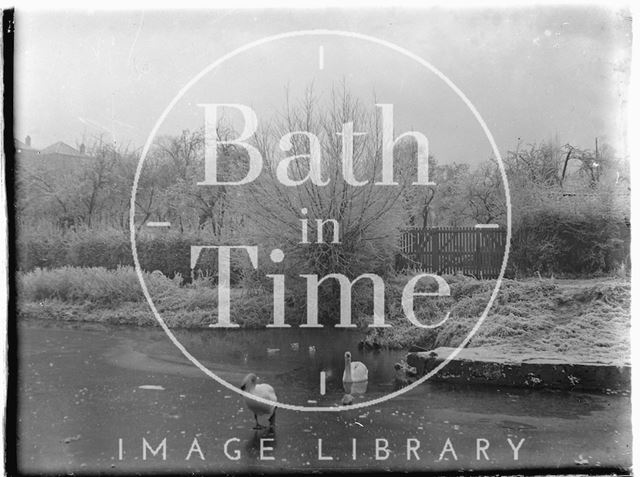 Swans on the frozen Kennet and Avon Canal at Sydney Buildings, Bath c.1930