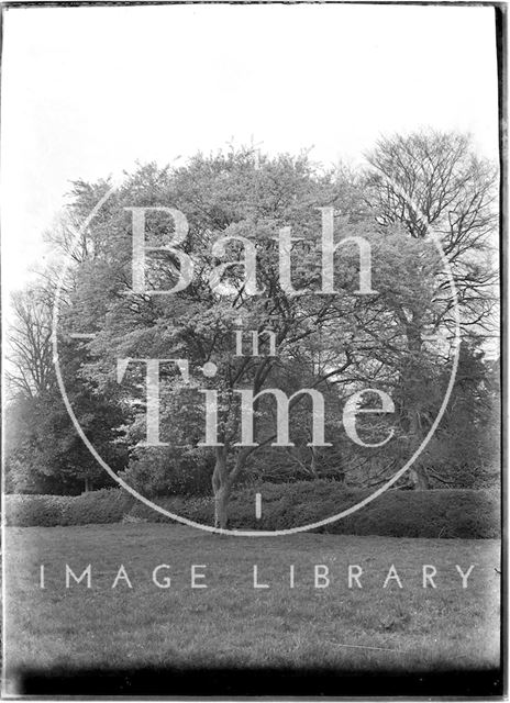 Tree in parkland, Alford near Castle Cary, Somerset c.1930