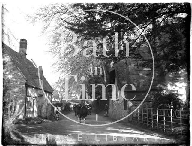 Cows in the street, Stockton near Wylye, Wiltshire c.1920