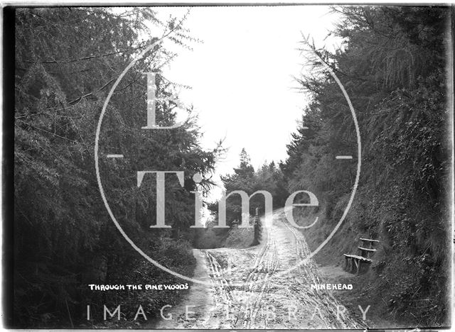 Through the Pinewoods, Minehead, Somerset c.1915