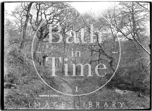 Horner Woods, Horner near Minehead, Somerset c.1907