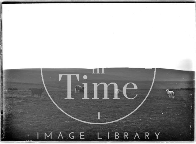 Cattle near Teign Head Bridge, Dartmoor, Devon 1906