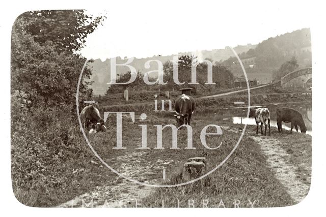 Cows beside the Kennet and Avon Canal, Dundas Aqueduct, Monkton Combe c.1910