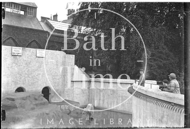 Polar Bear at Bristol Zoo c.1920