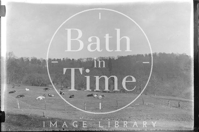 View over a field of cows to a wood c.1920