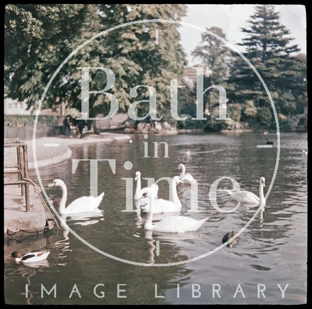 Swans at the Bishop's Palace, Wells, Somerset c.1937