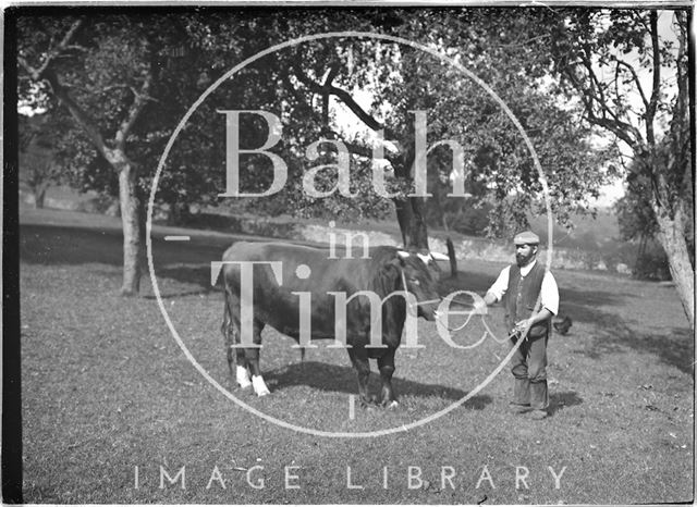 A farmer and his bull c.1930