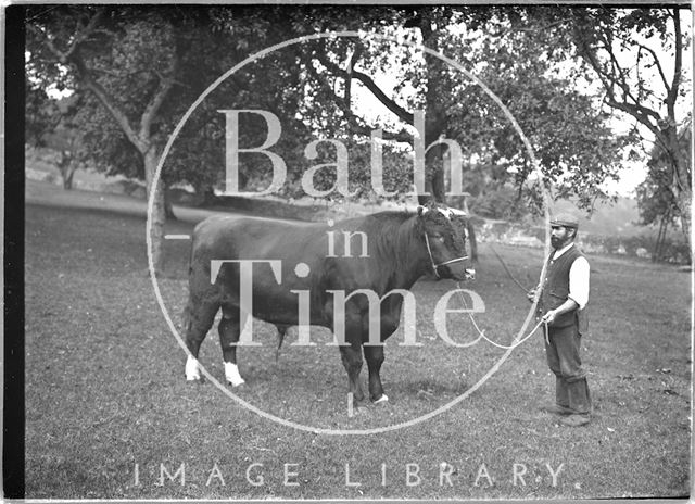 A farmer and his bull c.1930