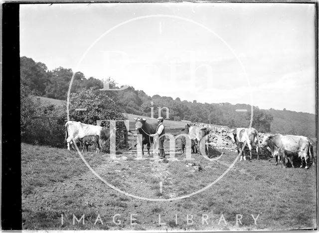 A farmer, his bull and some cows c.1930